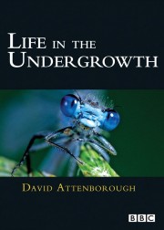 Life in the Undergrowth-voll