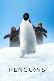 Penguins-voll