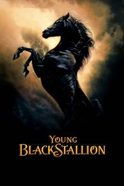 Young Black Stallion-voll