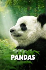 Pandas-voll