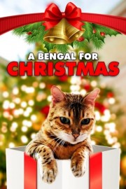 A Bengal for Christmas-voll