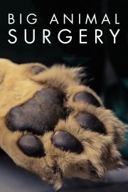 Big Animal Surgery-voll