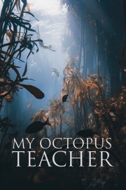 My Octopus Teacher-voll