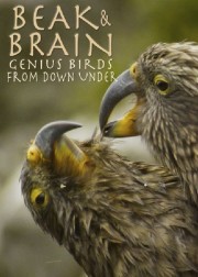 Beak & Brain - Genius Birds from Down Under-voll