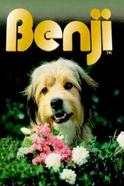 Benji-voll