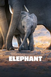Elephant-voll