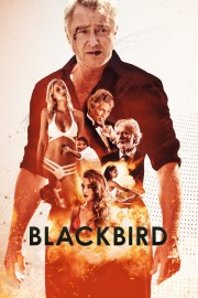 Blackbird-voll