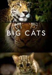 Big Cats-voll