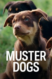 Muster Dogs-voll