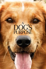 A Dog's Purpose-voll
