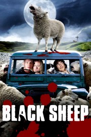 Black Sheep-voll