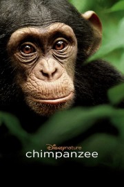 Chimpanzee-voll