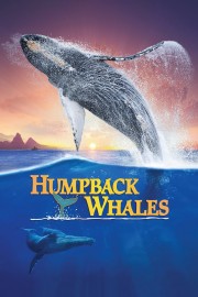 Humpback Whales-voll