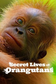 Secret Lives of Orangutans-voll