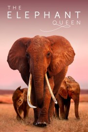 The Elephant Queen-voll