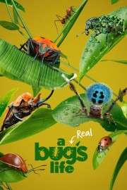 A Real Bug's Life-voll